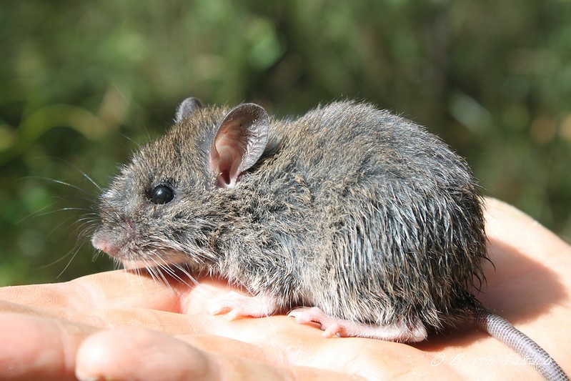 A bush rat sitting on a person's hand.